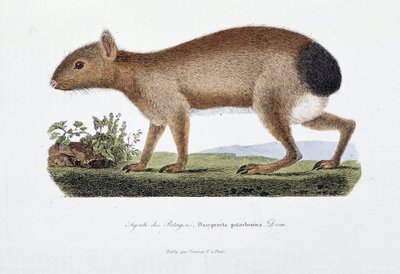 Natural History Plate: Zoological board representing the Agouti des Patagons, Dasyprocta patachonica - in Complete Works of Buffon by naturalist Georges Louis Leclerc, Count of Buffon by Georges Louis Leclerc