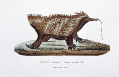 Natural History Plate: Zoological board representing the Echidne Australis (Echidna Australis) - in 