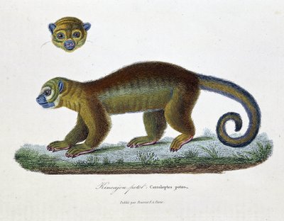 Zoological Board: The Kinkajou Potto, Cercoleptes potos - from 