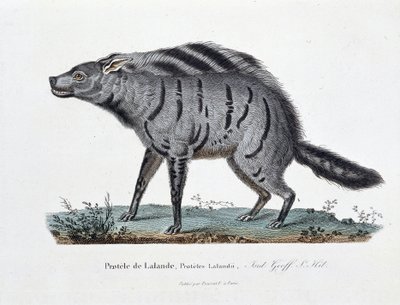 Natural History Plate: Zoological board representing the Protele de Lalande, Proteles Lalandii - in 