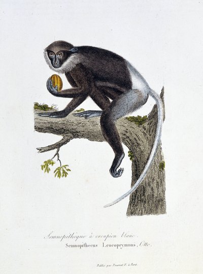 Natural History Plate: Zoological board representing the White Rump Semnopithecus, Semnopithecus Leucoprymnus, Otto - in 