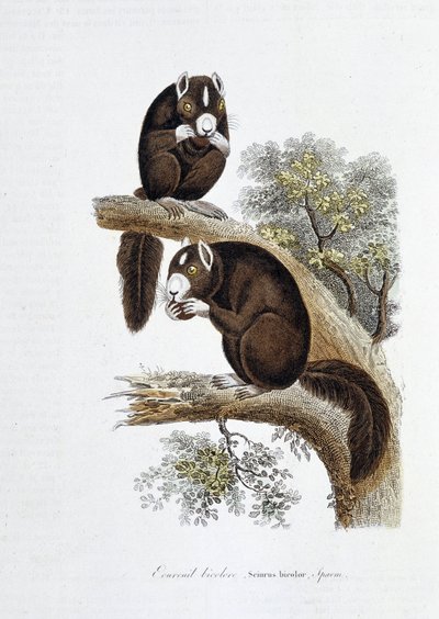 Natural History Plate: Zoological board representing the bicolor squirrel (Sciurus bicolor) - in Works of Buffon by naturalist Georges Louis Leclerc, Count of Buffon by Georges Louis Leclerc