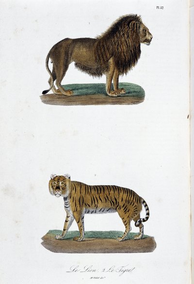 Natural History Plate: Zoological board representing the lion and the tiger - in 