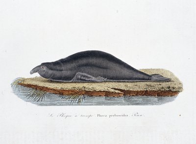 Natural History Plate: Zoological board representing the seal a trompe, Phoca proboscidea, Peron - in 