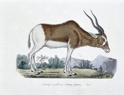 Natural History Plate: Zoological chart depicting Gibbous Antelope, Gibbosa Antelope, Savi - in 