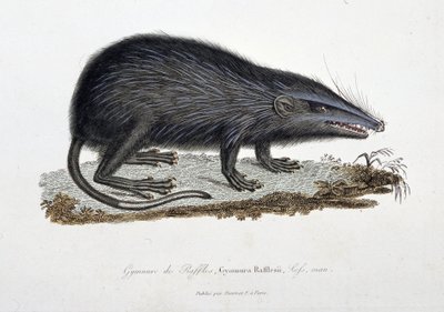 Natural History Plate: Zoological chart depicting The Gymnure of Raffles, Gymnura Rafflesii, Lefs, man - in 