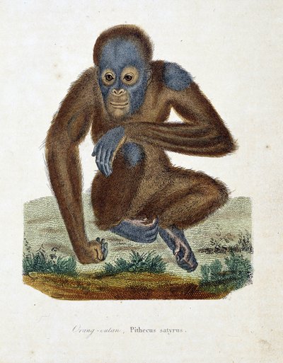 Natural History Plate: Zoological chart depicting the Orangutan, Pithecus satyrus - in 