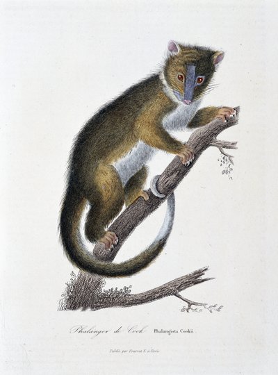Natural History Plate: Zoological chart depicting the Phalanger of Cook (Phalangista Cookii) - in 