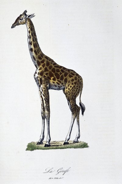 Natural History Plate: Zoological chart representing the Giraffe - in 