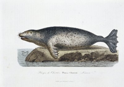 Natural history board: Zoological board depicting the seal of Choris, Phoca Chorisii, Lesson - in Works of Buffon by naturalist Georges Louis Leclerc, Count of Buffon by Georges Louis Leclerc