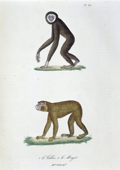 Natural history board: Zoological board representing 1. The Gibbon and 2. The Magot - in 
