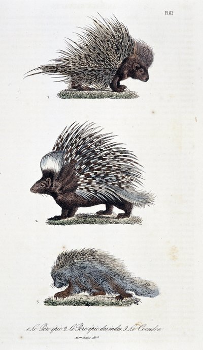Natural history board: Zoological board representing 1. The epic Pork, 2. The epic pork of India and 3. Le Coendou - in 