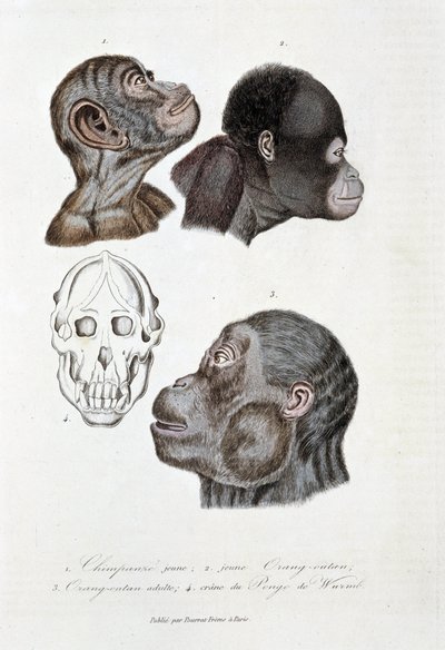 Natural history board: Zoological board representing 1. Young chimpanzee; 2. young Orangutan; 3. Adult Orangutan; 4. Skull of Pongo de Wurmb - in 