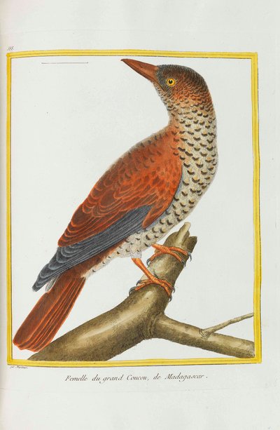 Natural History. Birds. Illuminated Plates by Georges Louis Leclerc de Buffon