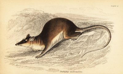 Brown Four-Eyed Opossum, Metachirus Nudicaudatus (engraving) by Georges Robert Waterhouse
