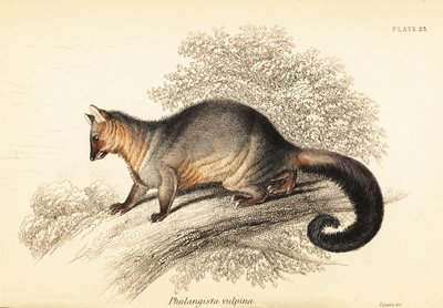 Common Brushtail Possum, Trichosurus Vulpecula (engraving) by Georges Robert Waterhouse