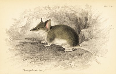 Common Dunnart, Sminthopsis Murina (engraving) by Georges Robert Waterhouse