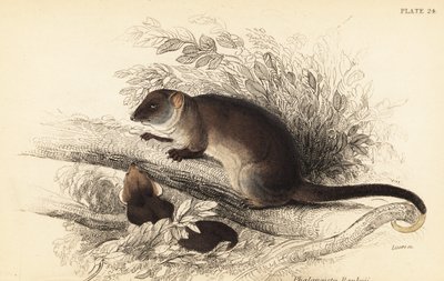 Common ringtail possum, Pseudocheirus peregrinus (1841) by Georges Robert Waterhouse