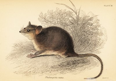 Eastern Pygmy Possum, Cercartetus nanus (engraving) by Georges Robert Waterhouse