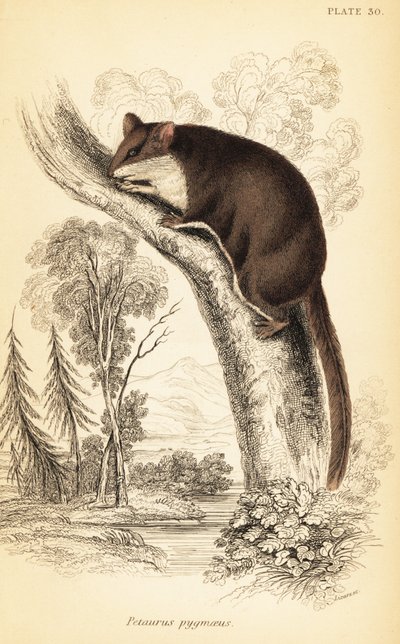 Feathertail Glider, Acrobates pygmaeus (engraving) by Georges Robert Waterhouse