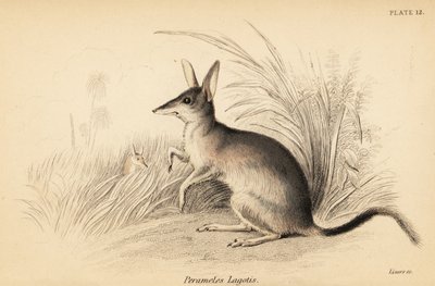 Greater bilby, Macrotis lagotis, Endangered, 1841 by Georges Robert Waterhouse