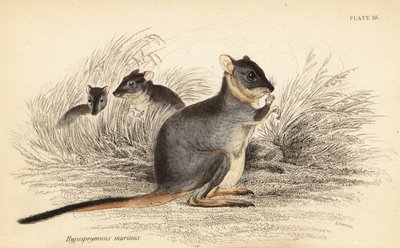 Long-Footed Potoroo, Potorous Longipes (Vulnerable, 1841) by Georges Robert Waterhouse