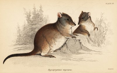Long-nosed potoroo, Potorous tridactylus tridactylus (1841) by Georges Robert Waterhouse