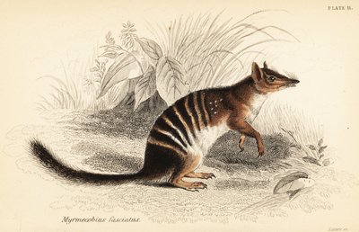 Numbat, Myrmecobius fasciatus, Endangered, 1841 (engraving) by Georges Robert Waterhouse