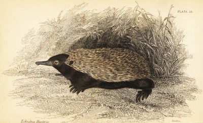 Short-beaked Echidna, Tachyglossus Aculeatus (engraving) by Georges Robert Waterhouse