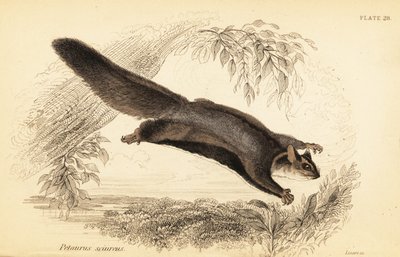 Squirrel Glider, Petaurus norfolcensis, 1841 (engraving) by Georges Robert Waterhouse