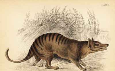 Tasmanian Tiger, Thylacinus cynocephalus (engraving) by Georges Robert Waterhouse