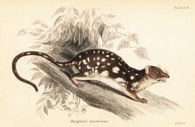 Tiger Quoll, Dasyurus maculatus (engraving) by Georges Robert Waterhouse
