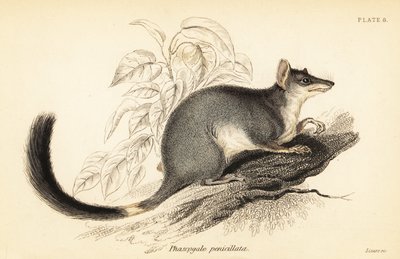 Tuan or common wambenger, Phascogale tapoatafa, 1841 by Georges Robert Waterhouse