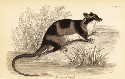 Water Opossum or Yapok, Chironectes Minimus by Georges Robert Waterhouse