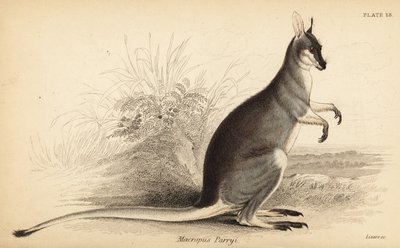 Whiptail wallaby, Macropus parryi (1841) by Georges Robert Waterhouse