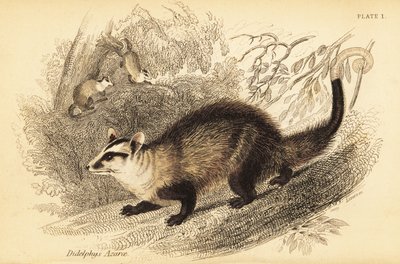 White-Eared Opossum, Didelphis Albiventris by Georges Robert Waterhouse
