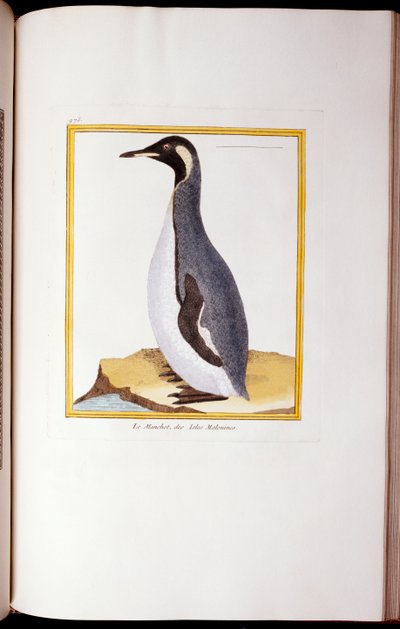 A Penguin, Falkland Islands, from 