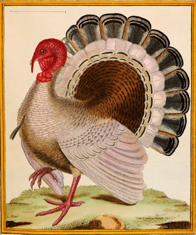 A Turkey, from 