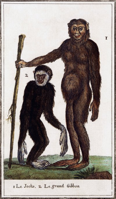 Jocko, chimpanzee or gibbon (illustration from Histoire naturelle by Georges-Louis Leclerc) by Georges de Buffon