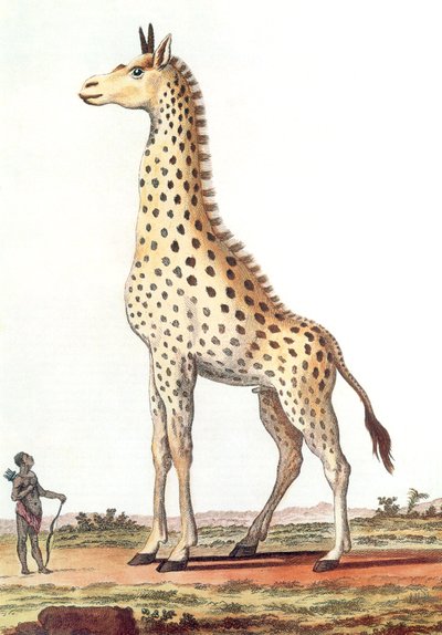 Drawing of a Fantastic Male Giraffe by Georges de Buffon