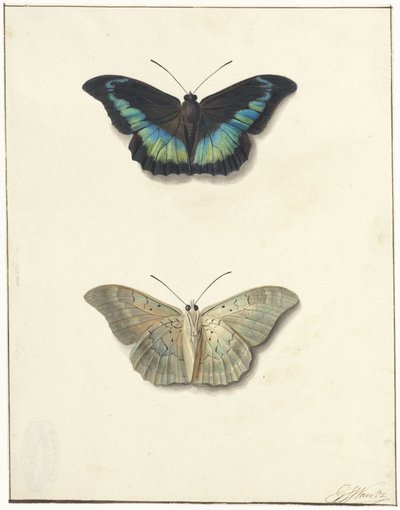 Top and Bottom View of a Butterfly by Georgius Jacobus Johannes van Os