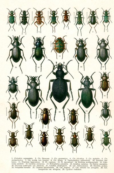 Antique Print of Varieties of European Beetles by Georgiy Jacobson