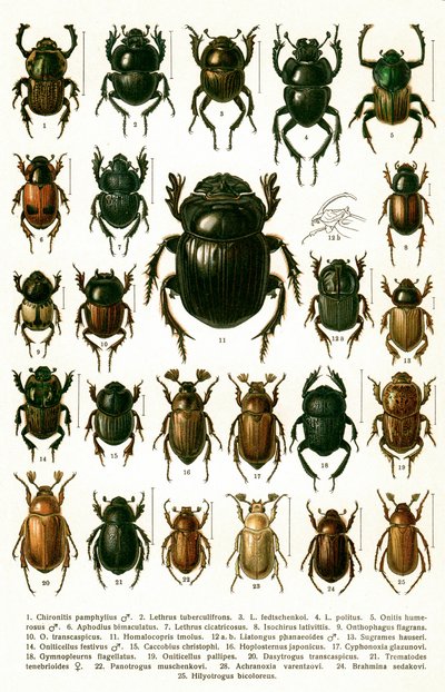 Antique Print of Varieties of European Beetles, c.1910 by Georgiy Jacobson