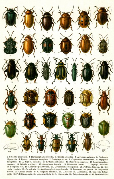 Antique Print of Varieties of European Beetles, c.1910 by Georgiy Jacobson