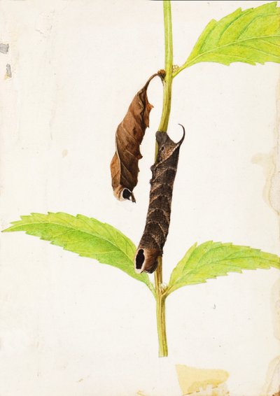 Curled Dead Leaf Mimicking Sphinx Caterpillar, early 20th century by Gerald H. Thayer