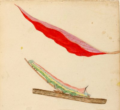 Mirror-Back Caterpillar, study for book Concealing Coloration in the Animal Kingdom by Gerald H. Thayer