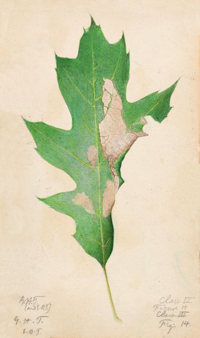 Oak Leaf Edge Caterpillar, early 20th century by Gerald H. Thayer