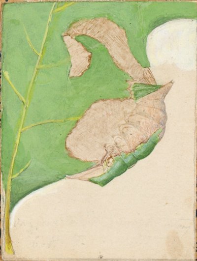 Oak Leaf Edge Caterpillar, study for book Concealing Coloration in the Animal Kingdom by Gerald H. Thayer