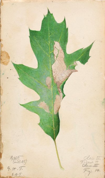 Oak Leaf Edge Caterpillar, study for book Concealing Coloration in the Animal Kingdom by Gerald H. Thayer