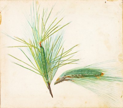 Pine-Tuft Caterpillar, study for book Concealing Coloration in the Animal Kingdom by Gerald H. Thayer